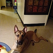 Athena joined the competition — help win amazing prizes! dog, indoor, floor, tile_floor, food, chips, salsa, plate, curious, brown_dog, ears_up, pet, home_interior, hallway, wall_art, doorway, furniture, collar, looking, animal
