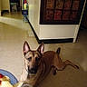 dog, indoor, floor, tile_floor, food, chips, salsa, plate, curious, brown_dog, ears_up, pet, home_interior, hallway, wall_art, doorway, furniture, collar, looking, animal