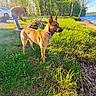 Athena joined the competition — help win amazing prizes! dog, grass, river, trees, man, campfire, outdoor, nature, sunlight, vehicle, collar, animal, canine, landscape, summer, recreation, park, greenery, daytime, scenery