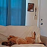 Athena joined the competition — help win amazing prizes! dog, couch, white_couch, blue_curtain, door, keys, framed_picture, indoor, relaxed, pet, animal, living_room, upside_down, fur, canine, home, resting, comfortable, domestic, household