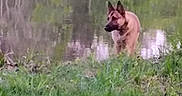 Athena is registered to the contest to win money with this photo: dog, grass, water, reflection, outdoor, nature, animal, canine, greenery, riverbank, blurred, forest, wildlife, park, mammal, landscape, scenery, daytime, quiet, peaceful