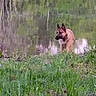 dog, grass, water, reflection, outdoor, nature, animal, canine, greenery, riverbank, blurred, forest, wildlife, park, mammal, landscape, scenery, daytime, quiet, peaceful