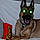 Athena