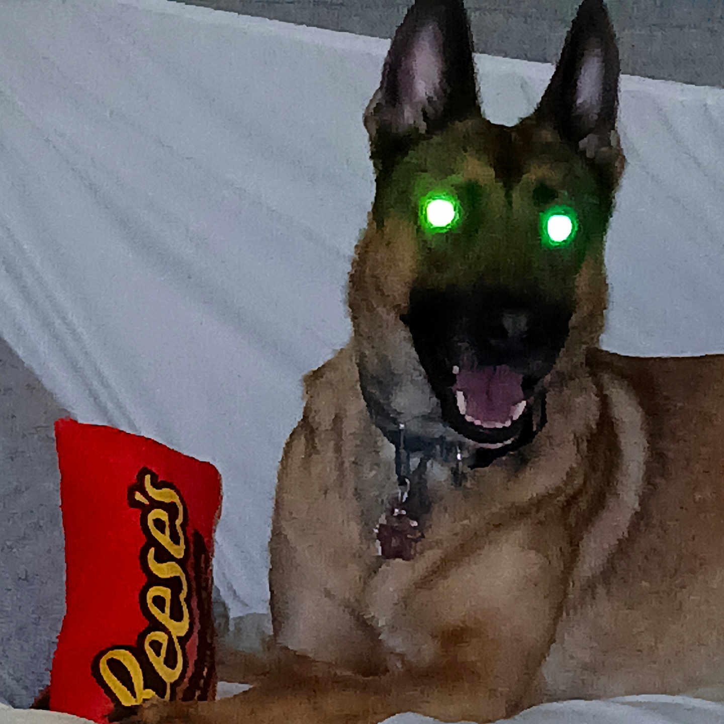 Athena is registered to the contest to win money with this photo: dog, pet, couch, indoor, reese's, candy, brown_dog, ears, mouth_open, collar, animal, paw, fabric, home, furniture, toy, resting, sitting, cheerful, glowing_eyes