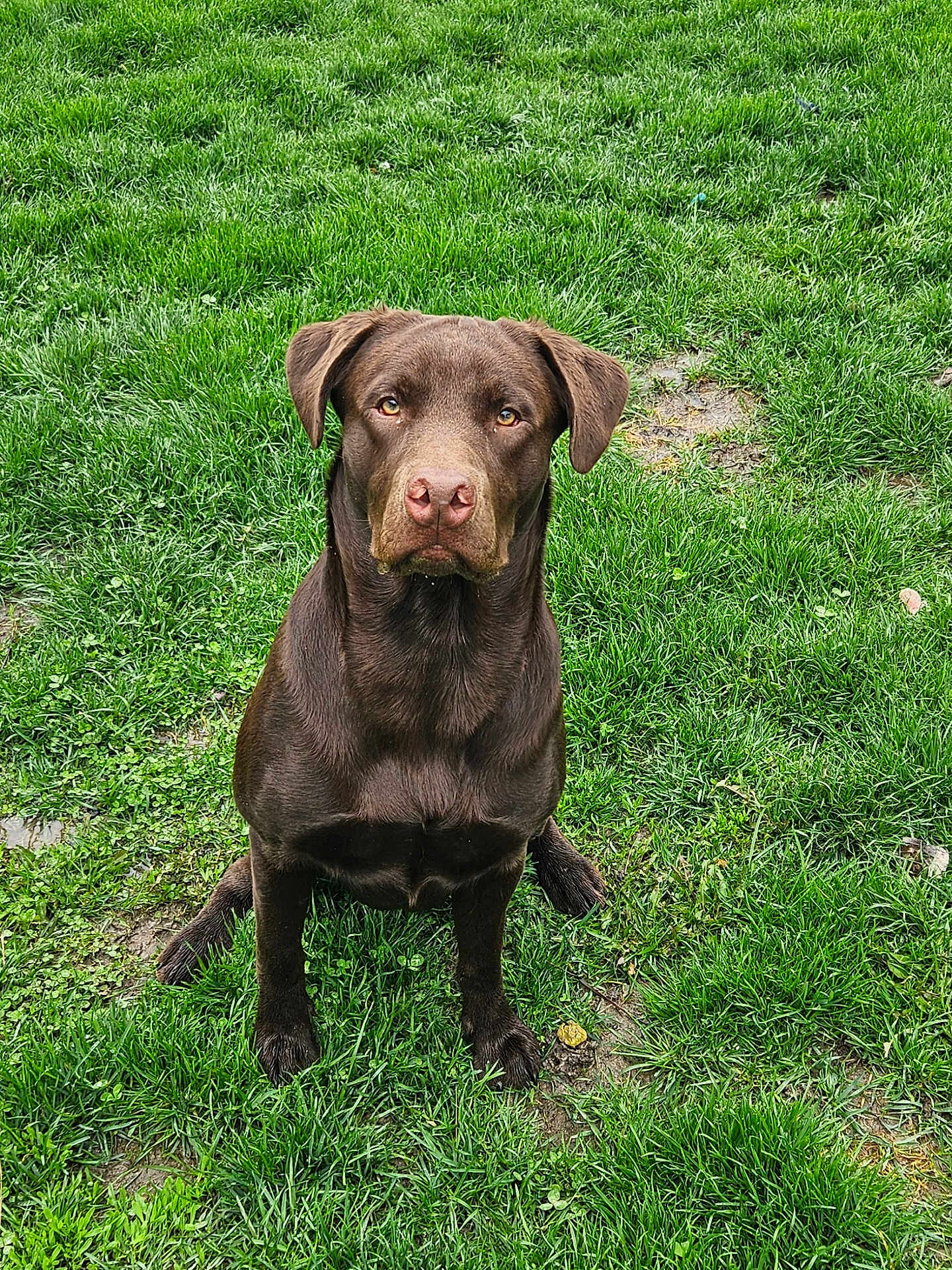 Buck