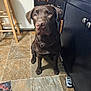 Buck is registered to the contest to win money with this photo: dog, labrador, chocolate, kitchen, tile_floor, wooden_stool, child_feet, dark_cabinets, orange_paint, photo, spiderman, pet, indoor, floor, sitting, looking_up, collar, animal, home, furniture