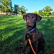Buck joined the competition — help win amazing prizes! dog, puppy, chocolate_lab, collar, leash, grass, park, outdoor, blue_sky, trees, sunlight, nature, pet, canine, sitting, young_dog, animal, daytime, greenery, cute