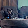 Buck is registered to the contest to win money with this photo: dog, black_dog, couch, blanket, toy, indoor, pet, canine, fur, relaxed, brown_couch, home, comfort, animal, looking, collar, domestic_animal, resting, living_room, furniture