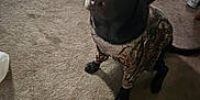 Buck joined the competition — help win amazing prizes! dog, pet, indoor, carpet, christmas_tree, holiday, lights, camouflage_clothing, attentive, cute, brown_dog, decorations, festive, animal, sitting, floor, holiday_decor, curious, canine, home
