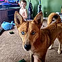 Bindi is registered to the contest to win money with this photo: dog, blue_eyes, child, living_room, carpet, toy, vacuum_cleaner, television, cartoon, foot, green_wall, furniture, brown_dog, indoor, pet, curious, household, person, animal, closeup
