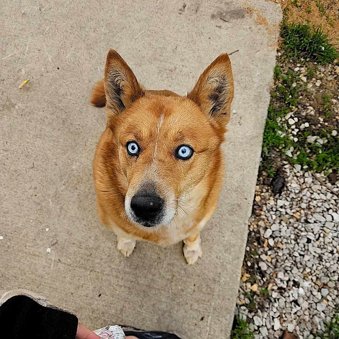 Bindi joined the competition — help win amazing prizes! dog, blue_eyes, alert, curious, outdoor, concrete, gravel, grass, pet, canine, fur, ears, animal, looking_up, brown_fur, close_up, standing, daylight, nature, companion
