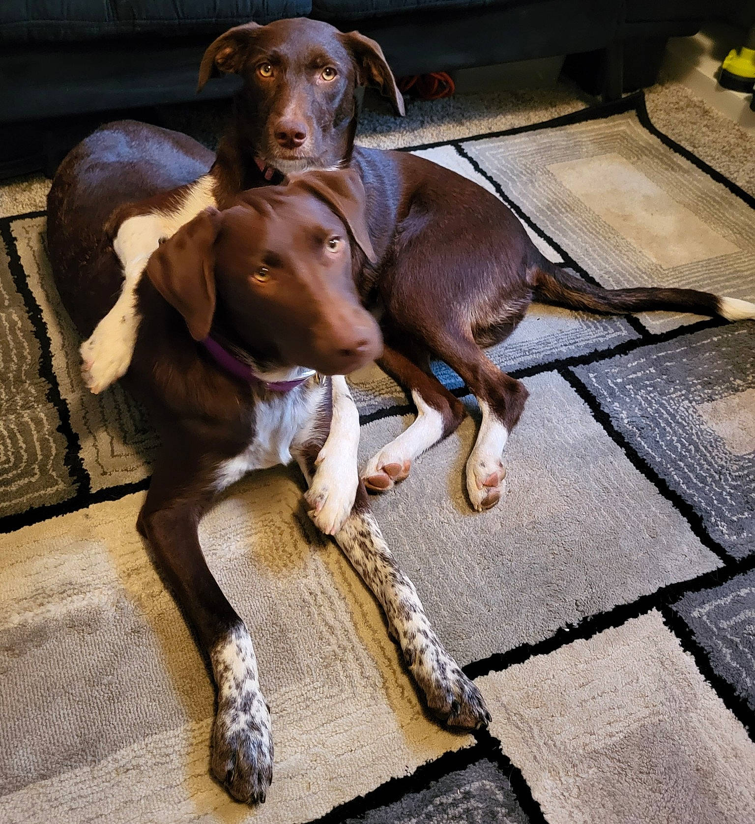 Sally And Laura joined the competition — help win amazing prizes! canidae, carnivore, companion_dog, dog, dog_breed, dog_collar, dog_supply, fawn, flooring, flowerpot, hound, houseplant, liver, metal, pet_supply, scent_hound, snout, sporting_group, wood, working_animal