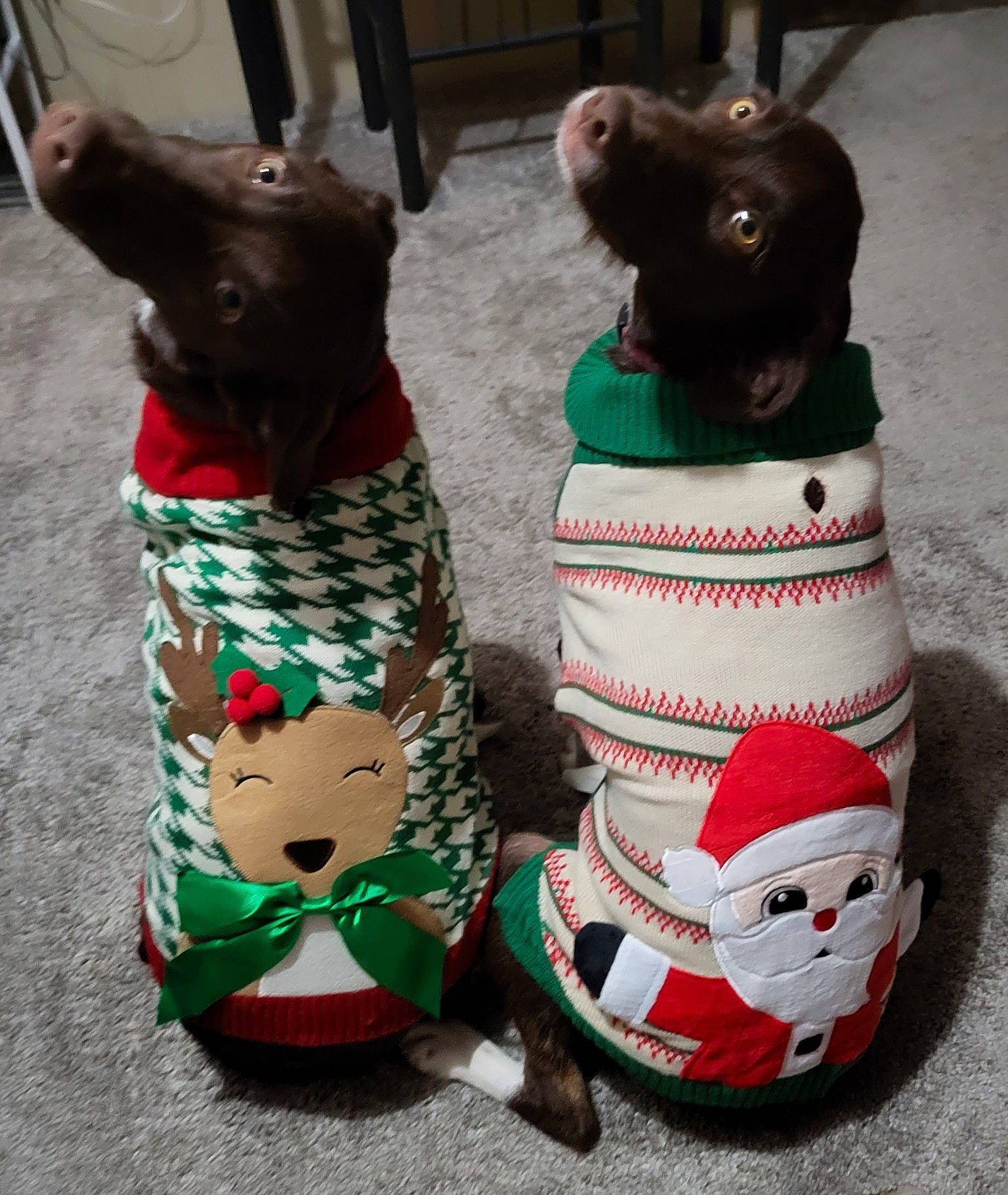 Sally And Laura joined the competition — help win amazing prizes! canidae, carmine, carnivore, collar, companion_dog, costume_hat, dog_breed, dog_clothes, dog_supply, event, fashion_accessory, fawn, felidae, fur, party_hat, pattern, pet_supply, stuffed_toy, tail, working_animal
