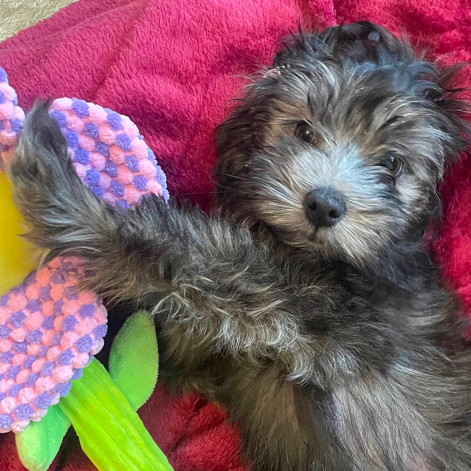 Nahlu joined the competition — help win amazing prizes! affenpinscher, animal, ball, blanket, canine, couch, dog, football, furniture, person, pet, poodle, puppy, sleeping, soccer, soccerball, sport, tennis, terrier, toy