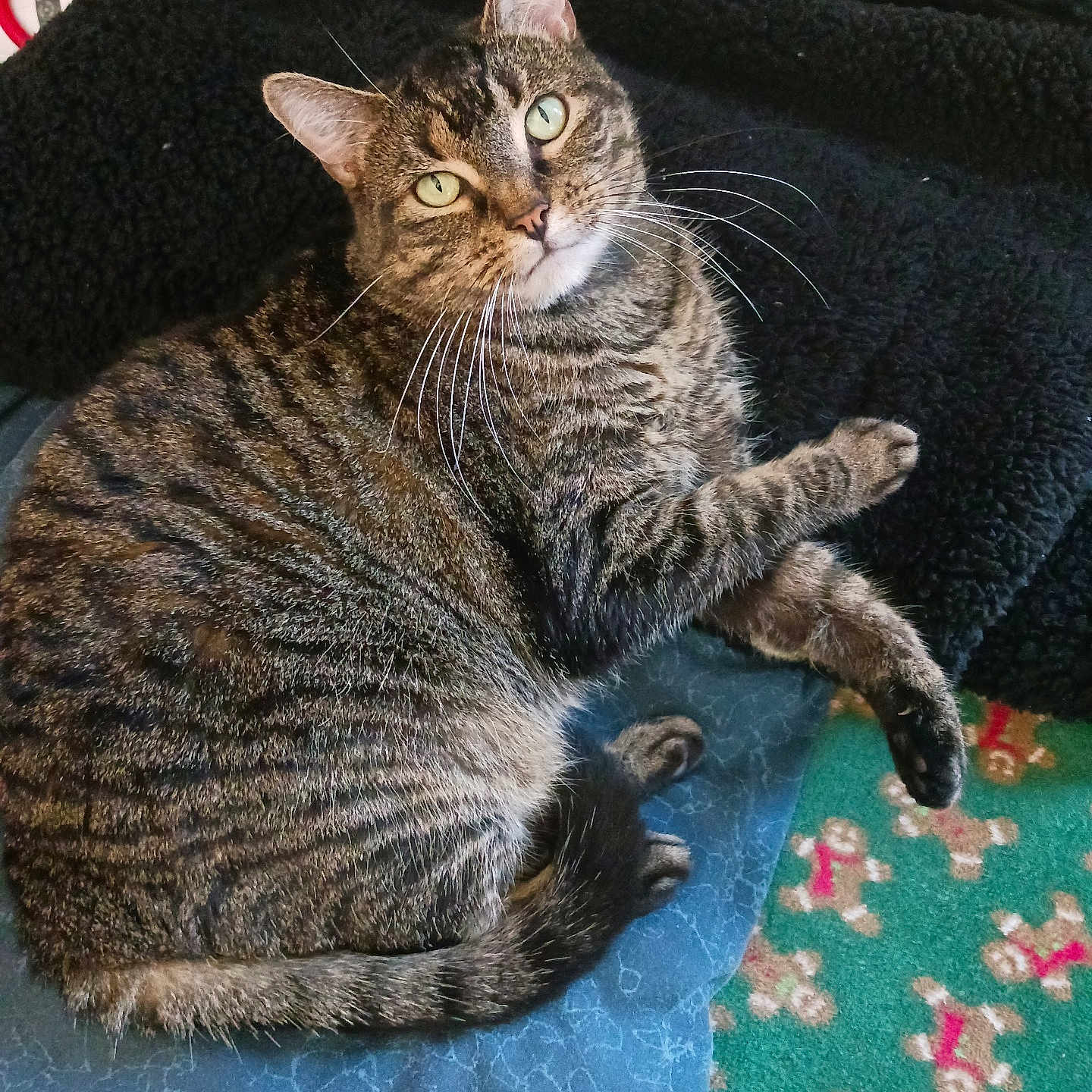 Jasmin joined the competition — help win amazing prizes! abyssinian, animal, architecture, blanket, building, cat, chair, couch, cushion, egyptiancat, furniture, homedecor, indoors, kitten, livingroom, manx, person, pet, room, sleeping