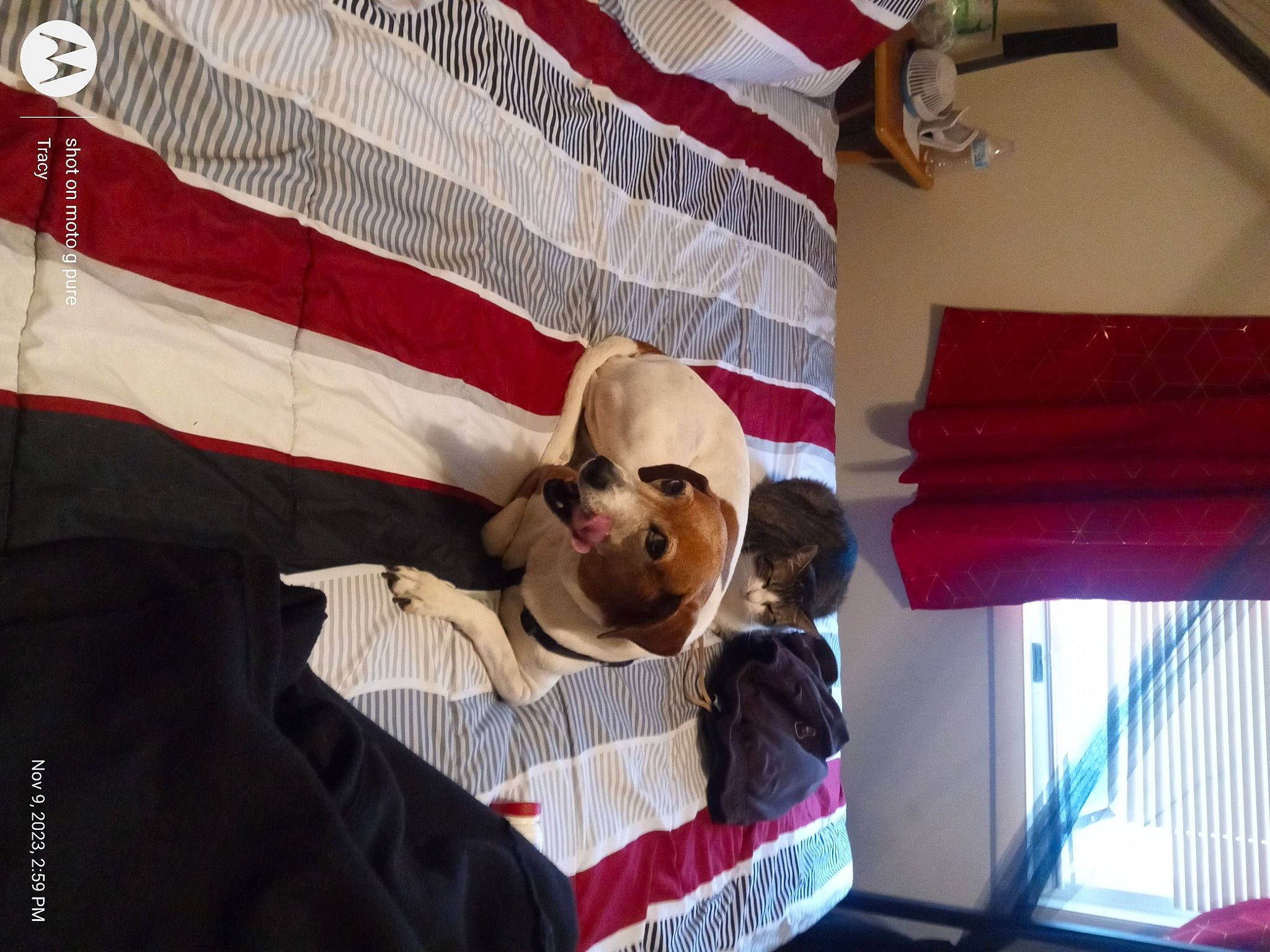 Breeze is registered to the contest to win money with this photo: beard, carmine, curtain, event, eyewear, flag, flag_day_usa, flag_of_the_united_states, moustache, window