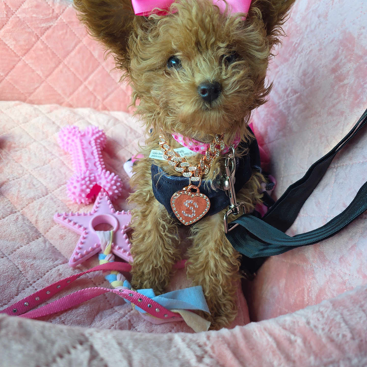 Sassy K joined the competition — help win amazing prizes! adorable, bone_shaped_toy, collar, curly_fur, cute, dog, fluffy, indoor, leash, necklace, pet_accessory, pet_bed, pink_bow, pink_toys, plush_bed, puppy, seated, small_dog, star_shaped_toy, toy
