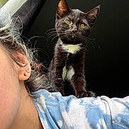 Nezuko is registered to the contest to win money with this photo: animal, black_background, black_cat, closeup, curious, curly_hair, cute, domestic_cat, earring, feline, indoor, kitten, moon_earring, person, pet, portrait, shoulder, tie_dye_shirt, whiskers, white_patch