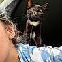 animal, black_background, black_cat, closeup, curious, curly_hair, cute, domestic_cat, earring, feline, indoor, kitten, moon_earring, person, pet, portrait, shoulder, tie_dye_shirt, whiskers, white_patch