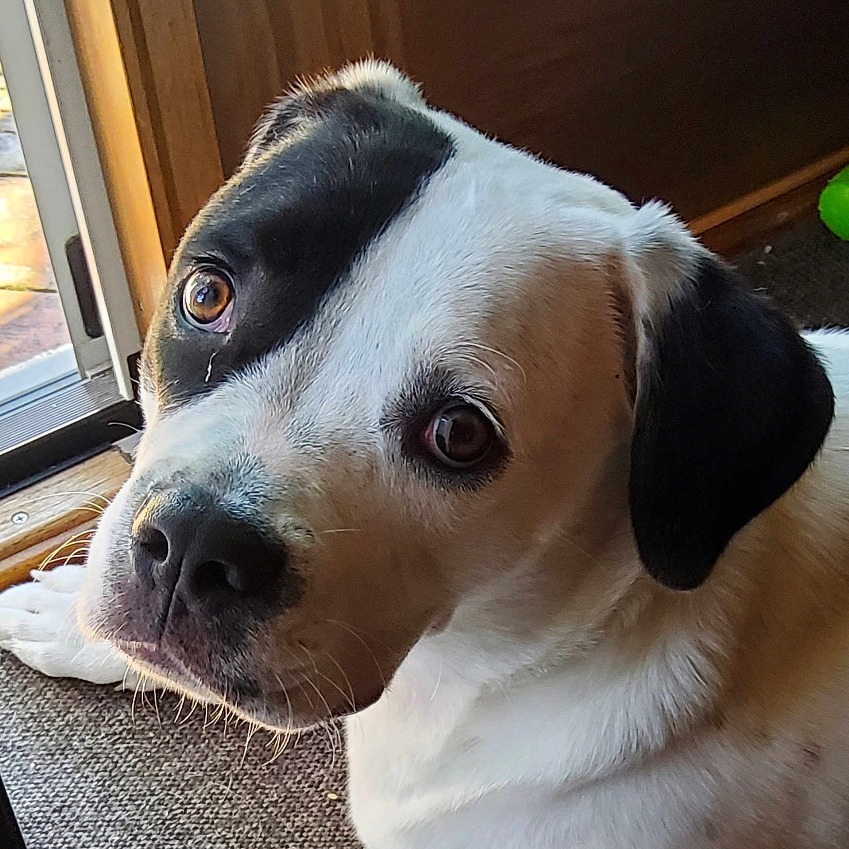 Maggie is registered to the contest to win money with this photo: animal, black_patch, canine, carpet, close_up, companion, curious, dog, door, ears, floor, indoor, looking_up, natural_light, nose, pet, portrait, whiskers, white_fur, wood