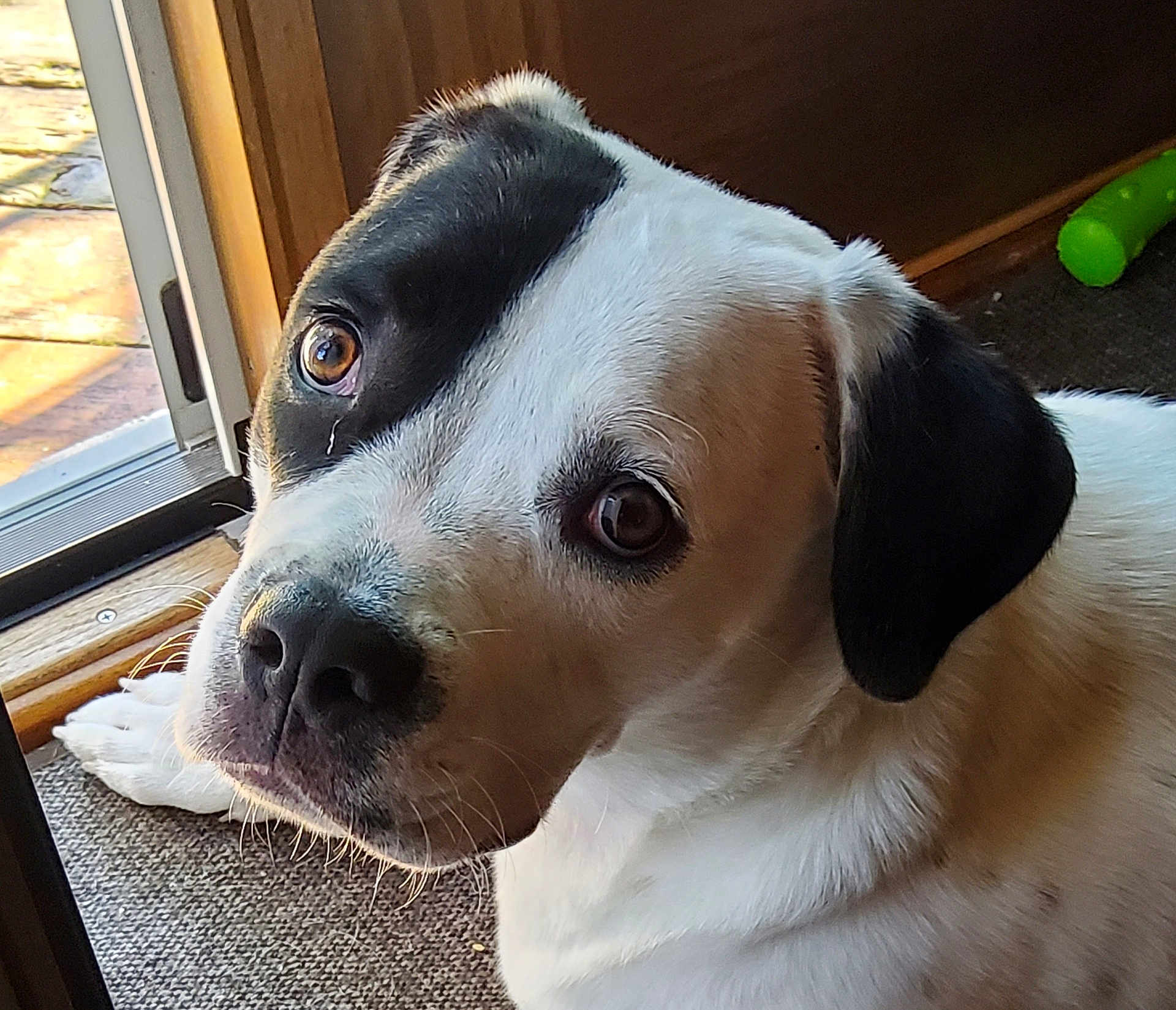 Maggie is registered to the contest to win money with this photo: dog, pet, indoor, close_up, white_fur, black_patch, animal, canine, looking_up, carpet, door, wood, natural_light, ears, nose, whiskers, floor, portrait, companion, curious