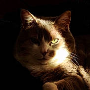 Léo a rejoint le concours — aidez-le/la à gagner de superbes lots ! cat, portrait, closeup, animal, feline, whiskers, ears, green_eyes, fur, shadow, light, contrast, indoor, mystery, relaxing, cute, pet, face, expression, resting