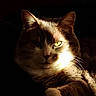 cat, portrait, closeup, animal, feline, whiskers, ears, green_eyes, fur, shadow, light, contrast, indoor, mystery, relaxing, cute, pet, face, expression, resting