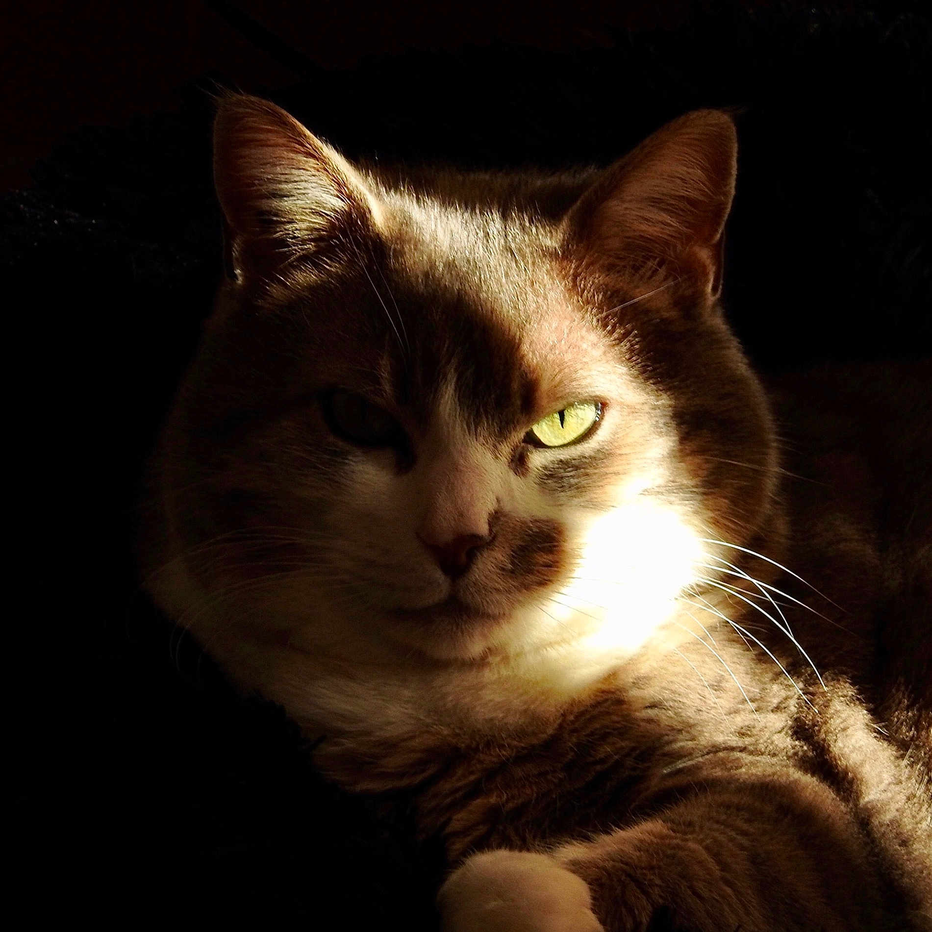 Léo a rejoint le concours — aidez-le/la à gagner de superbes lots ! cat, portrait, closeup, animal, feline, whiskers, ears, green_eyes, fur, shadow, light, contrast, indoor, mystery, relaxing, cute, pet, face, expression, resting