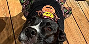 Lainey is registered to the contest to win money with this photo: dog, black_and_white, costume, halloween, dress, outdoor, deck, wooden, pet, curious, sunlight, tail, collar, leash, animal, canine, portrait, looking_up, fence, daytime