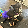 dog, black_and_white, tutu, pet, sitting, couch, collar, purple, indoor, carpet, fur, animal, cute, looking_at_camera, domestic, paw, tail, living_room, furniture, pet_accessory