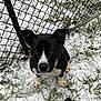 dog, black_and_white, leash, snow, grass, chain_link_fence, outdoor, pet, animal, ears, face, eyes, fur, winter, nature, looking_up, sitting, cute, young_dog, cold