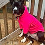 dog, black_and_white, hoodie, pink_clothing, wooden_steps, outdoor, pet, canine, sitting, curious, fur, ears, paw, animal, daylight, casual, nature, backyard, portrait, fence
