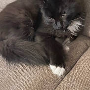 Aïna a rejoint le concours — aidez-le/la à gagner de superbes lots ! cat, black_cat, white_paw, fluffy, pet, indoor, couch, furniture, relaxed, sleepy, animal, mammal, fur, whiskers, paw, closeup, resting, cute, domestic_cat, cozy