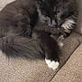 cat, black_cat, white_paw, fluffy, pet, indoor, couch, furniture, relaxed, sleepy, animal, mammal, fur, whiskers, paw, closeup, resting, cute, domestic_cat, cozy