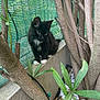 Aïna a rejoint le concours — aidez-le/la à gagner de superbes lots ! kitten, black_cat, white_paws, tree_branches, green_leaves, concrete_ledge, green_mesh_fence, outdoor, nature, pet, curious, young_cat, animal, feline, small, closeup, quiet, exploration, plant, garden