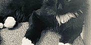 Aïna a rejoint le concours — aidez-le/la à gagner de superbes lots ! cat, black_cat, white_paws, fluffy_fur, couch, indoor, pet, feline, relaxed, resting, fur, whiskers, cute, animal, domestic, cozy, monochrome, texture, soft, curious
