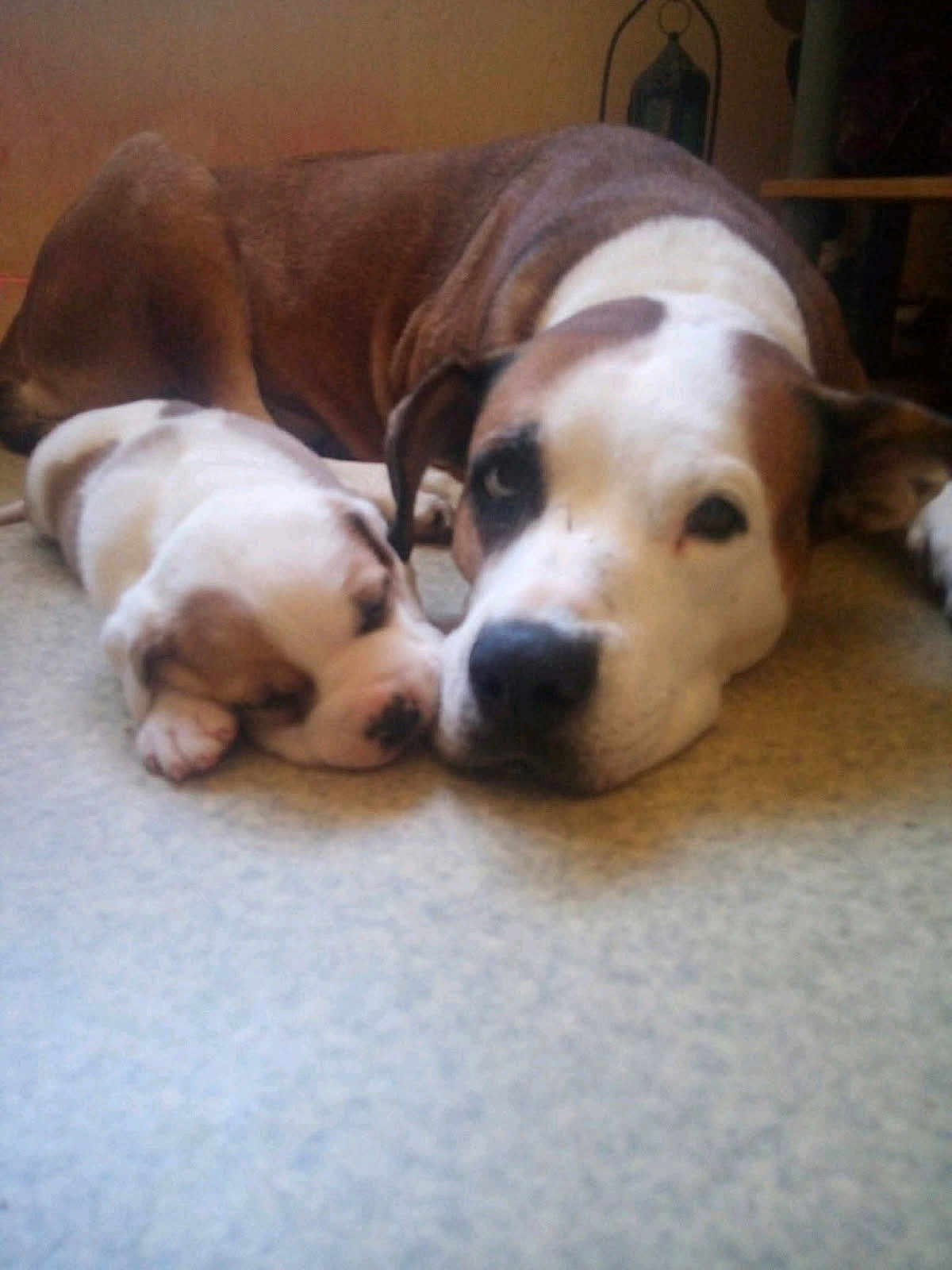 Chakra a rejoint le concours — aidez-le/la à gagner de superbes lots ! dog, puppy, adult_dog, indoor, carpet, resting, sleeping, brown_and_white, animal, pet, close_up, floor, cute, companion, relaxing, mammal, friendship, domestic_animal, laying_down, peaceful