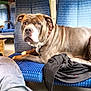 Poggo participe au concours pour gagner de l'argent avec cette photo : dog, seat, train, blue, jeans, boot, jacket, animal, pet, travel, window, interior, relaxing, companion, brown, white, collar, furniture, human_leg, casual