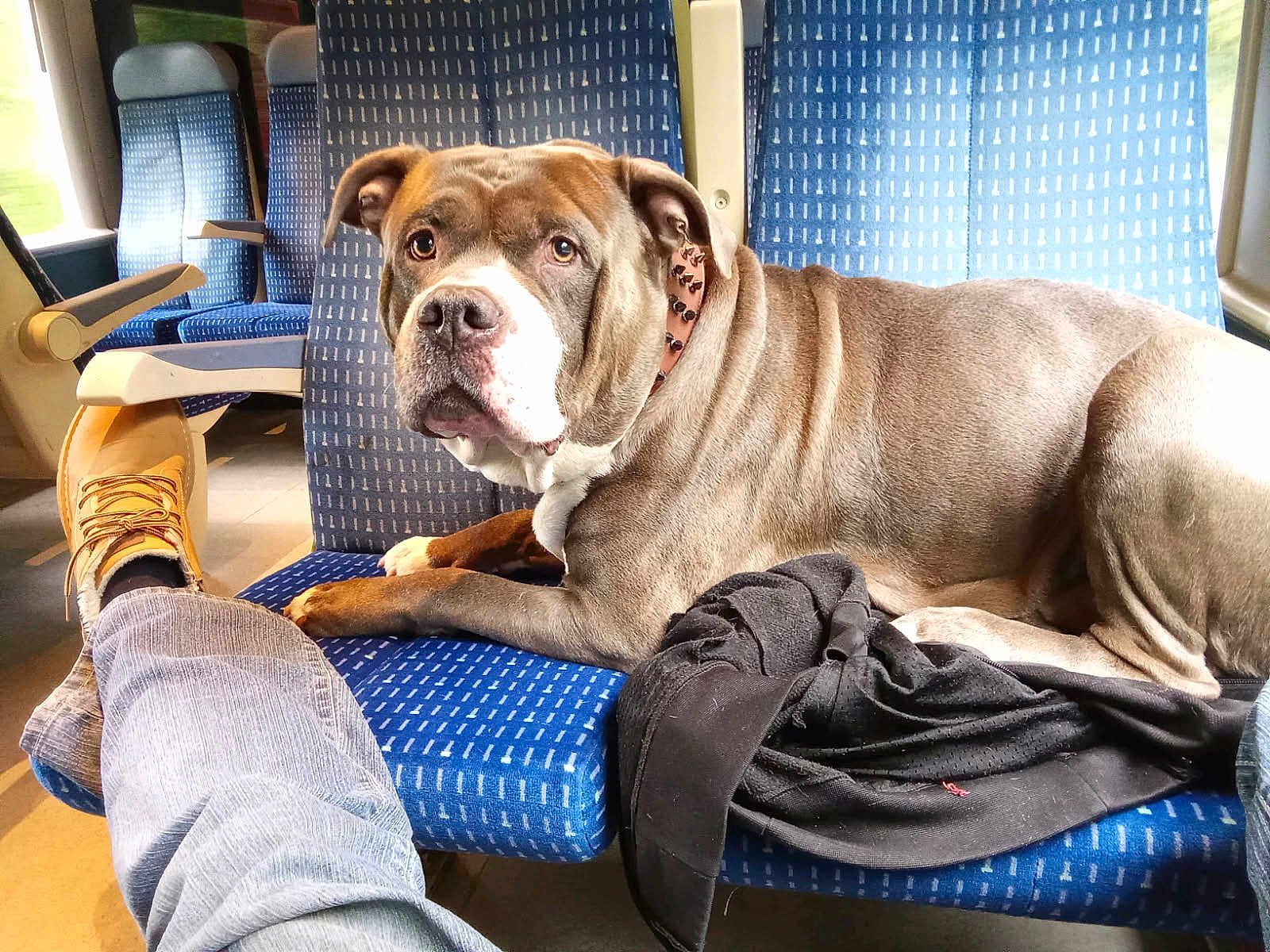 Poggo participe au concours pour gagner de l'argent avec cette photo : dog, seat, train, blue, jeans, boot, jacket, animal, pet, travel, window, interior, relaxing, companion, brown, white, collar, furniture, human_leg, casual