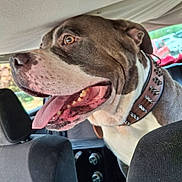 Poggo a rejoint le concours — aidez-le/la à gagner de superbes lots ! dog, pet, car, collar, tongue_out, happy, animal, inside, seat, head, brown, white, closeup, excited, canine, vehicle, window, interior, spiked_collar, portrait