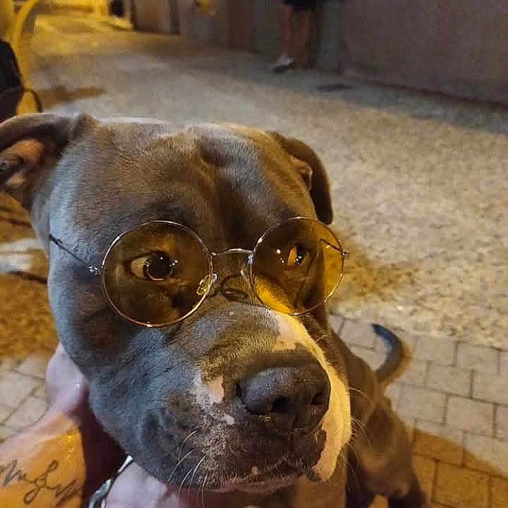 Poggo a rejoint le concours — aidez-le/la à gagner de superbes lots ! animal, brown, canine, close_up, cobblestone, curious, dog, ears, glasses, hand, night, outdoor, pet, portrait, snout, street, tattoo, whiskers, white_spot, yellow_tinted