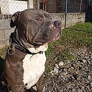 Poggo a rejoint le concours — aidez-le/la à gagner de superbes lots ! animal, brown, building, calm, collar, daytime, dog, domestic, fence, grass, nature, outdoor, pet, quiet, rock, side_profile, sitting, sunlight, white, yard