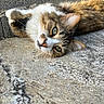 Alfred a rejoint le concours — aidez-le/la à gagner de superbes lots ! animal, calm, cat, closeup, concrete, cute, feline, fur, green_eyes, laying_down, lounging, mammal, nature, outdoor, pet, relaxed, resting, tabby, texture, whiskers