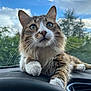 Alfred participe au concours pour gagner de l'argent avec cette photo : animal, car, cat, closeup, clouds, curious, dashboard, feline, fur, green_eyes, indoor, nature, outdoor, paw, pet, relaxed, sky, tabby, whiskers, window