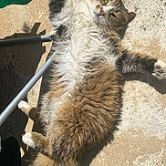 Alfred participe au concours pour gagner de l'argent avec cette photo : animal, cat, closeup, concrete, cute, domestic_cat, feline, fluffy, fur, green_eyes, outdoor, paws, pet, relaxed, resting, shadow, sunbathing, sunlight, tail, whiskers