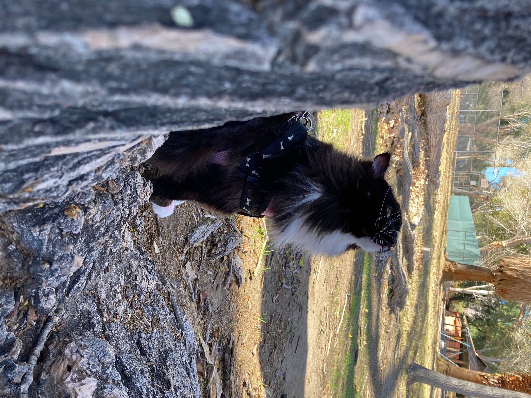 Penny is registered to the contest to win money with this photo: bedrock, canidae, carnivore, dog_breed, feather, fur, grass, landscape, plant, rock, shadow, soil, sporting_group, tail, tree, trunk, wildlife, wood