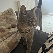 Neiko participe au concours pour gagner de l'argent avec cette photo : blanket, cat, couch, curious, domestic_cat, ears, feline, floor, furniture, gray_cat, home_interior, indoor, pet, pillow, soft_light, tabby, tail_up, tile_floor, whiskers, window