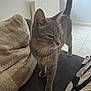 blanket, cat, couch, curious, domestic_cat, ears, feline, floor, furniture, gray_cat, home_interior, indoor, pet, pillow, soft_light, tabby, tail_up, tile_floor, whiskers, window