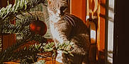 Neiko participe au concours pour gagner de l'argent avec cette photo : ball_ornament, cat, christmas_tree, cozy, decorations, feline, festive, holiday, indoor, nature_outside, ornaments, pet, pine_branches, seasonal, shadows, still_life, sunlight, white_and_red, window, wooden_window_frame