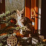 ball_ornament, cat, christmas_tree, cozy, decorations, feline, festive, holiday, indoor, nature_outside, ornaments, pet, pine_branches, seasonal, shadows, still_life, sunlight, white_and_red, window, wooden_window_frame